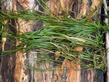 High angle view of bamboo plants