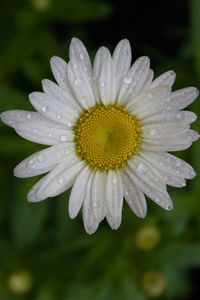 Close-up of water drops on flower blooming outdoors