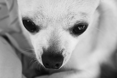 Close-up portrait of dog