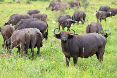 African buffalo, syncerus caffer, national parks of uganda