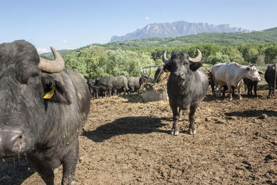 Buffalo grazing in a field. campania, italy