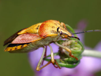 Close-up of insect on plant