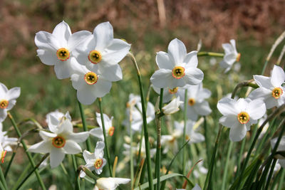 Green field of white daffodils flowers in tuscany