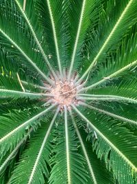 Full frame shot of palm tree