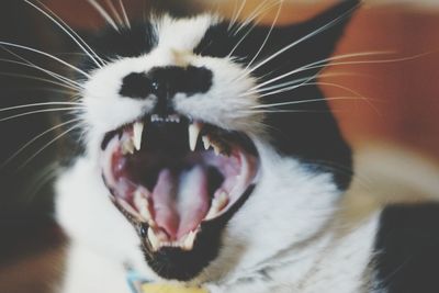 Close-up of cat sleeping