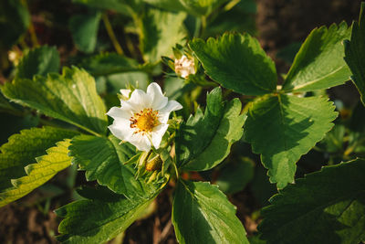 Close-up of white flowering plant