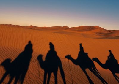Shadows of camels on sand