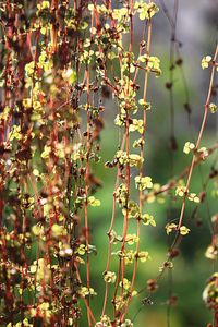 Close-up of flowering plants