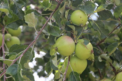 Close-up of apple growing on tree