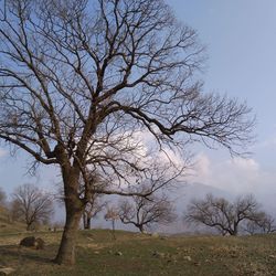 Bare tree on landscape against sky