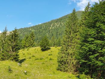 Scenic view of forest against sky