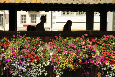 Flowers blooming by window