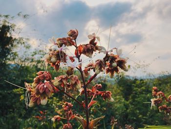 Close-up of flowering plants on field against sky