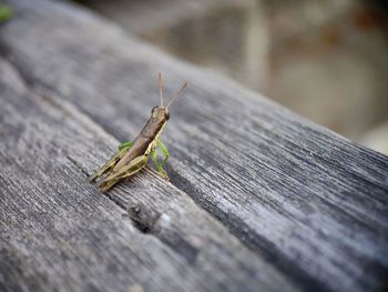 Close-up of grasshopper on wooden plank