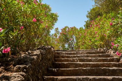 Low angle view of steps amidst trees against clear sky