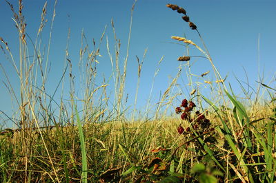 Low angle view of plants growing on field against blue sky
