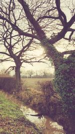 Bare trees on grassy field