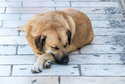 High angle view of a dog sleeping on footpath