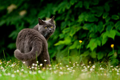 Portrait of cat standing on field