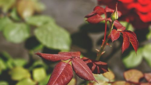 Close-up of red leaves on plant during autumn