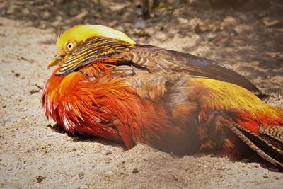 Male golden pheasant lying on the sand ground in aviary