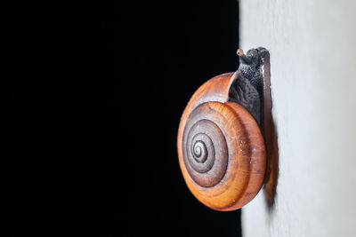 Close-up of snail on black background