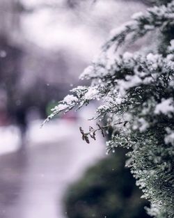 Close-up of snow on plant against sky