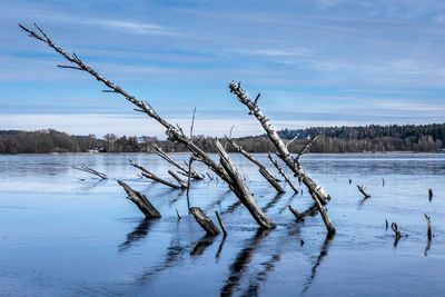 Bare tree by frozen lake against sky