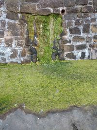 Moss growing on wall