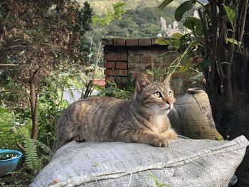 animal