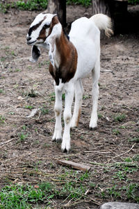 Dog standing in a field