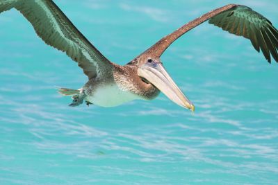 Bird flying over sea