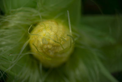 Close-up of yellow flowering plant