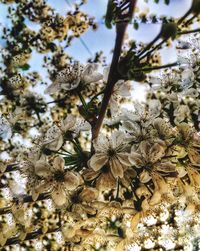 Close-up of flowering plant against bright sun