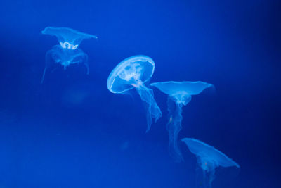 Jellyfish swimming in sea