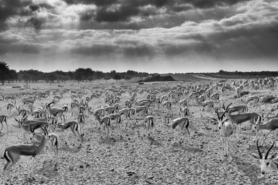 Wild animals on field against cloudy sky