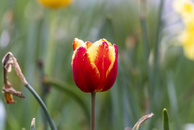 Close-up of red flowering plant