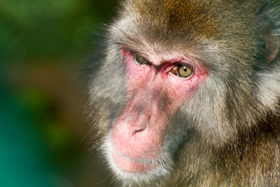 Close-up portrait of a monkey