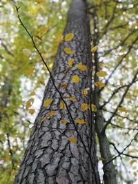 Low angle view of tree trunk in forest