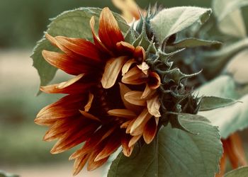 Close-up of wilted flower outdoors