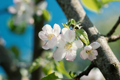 Close-up of white cherry blossoms in spring