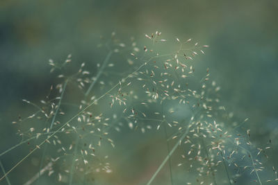 Close-up of succulent plant