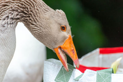 Greylag goose eating in a field on the edge of a lake, with very colorful faces 