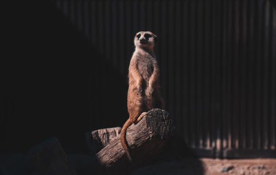 Monkey looking away while sitting on wood