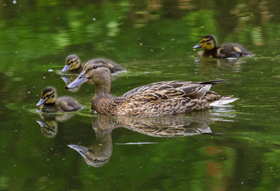 Ducks swimming in lake
