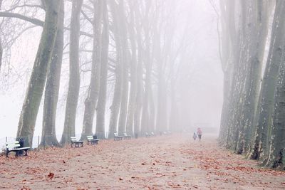 Walkway amidst bare trees during foggy weather