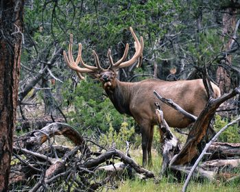 Elk at the grand canyon