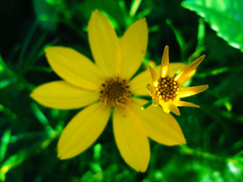 Close-up of yellow flower