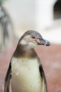 Close-up of a bird