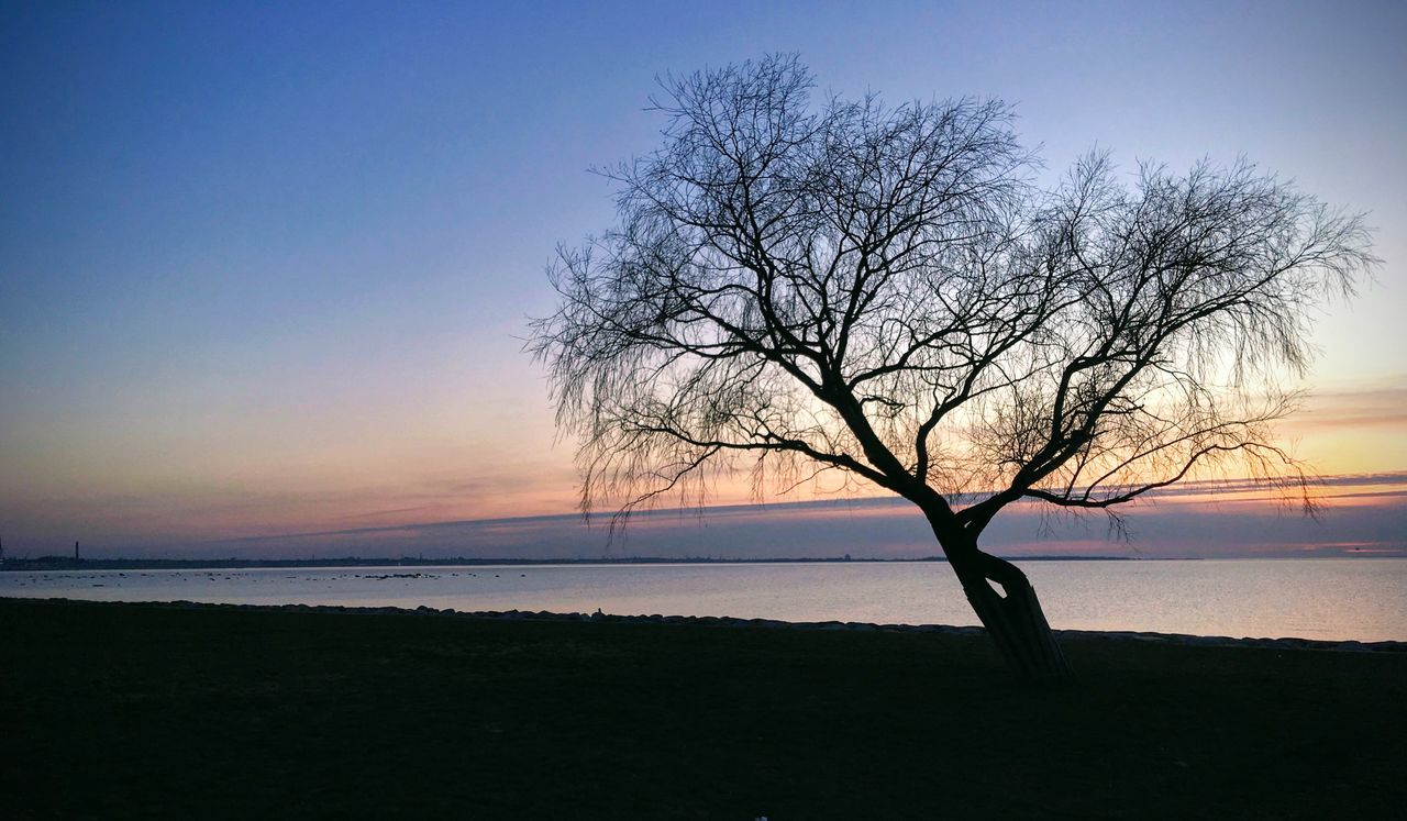 sky, morning, water, tree, dawn, horizon, sunrise, sea, beauty in nature, nature, land, scenics - nature, bare tree, tranquility, plant, beach, tranquil scene, silhouette, horizon over water, environment, cloud, sunlight, landscape, no people, reflection, blue, outdoors, idyllic, sun, branch, orange color